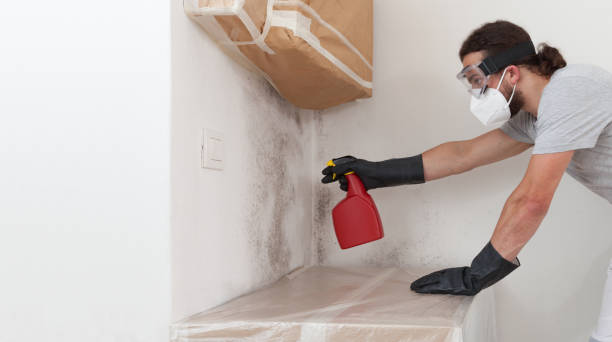 Basement Mold Remediation treatment on basement walls in Woodinville